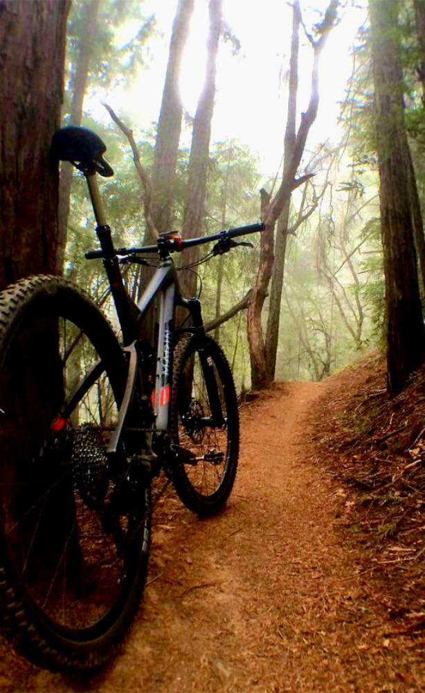 A modern mountain bike resting against a tree in a sunlit forest, representing a love for cycling.