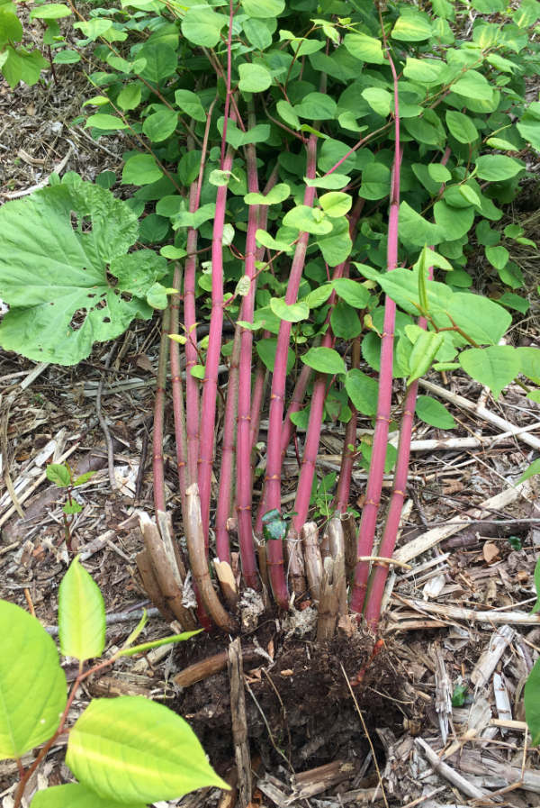 Japanese Knotweed Ireland