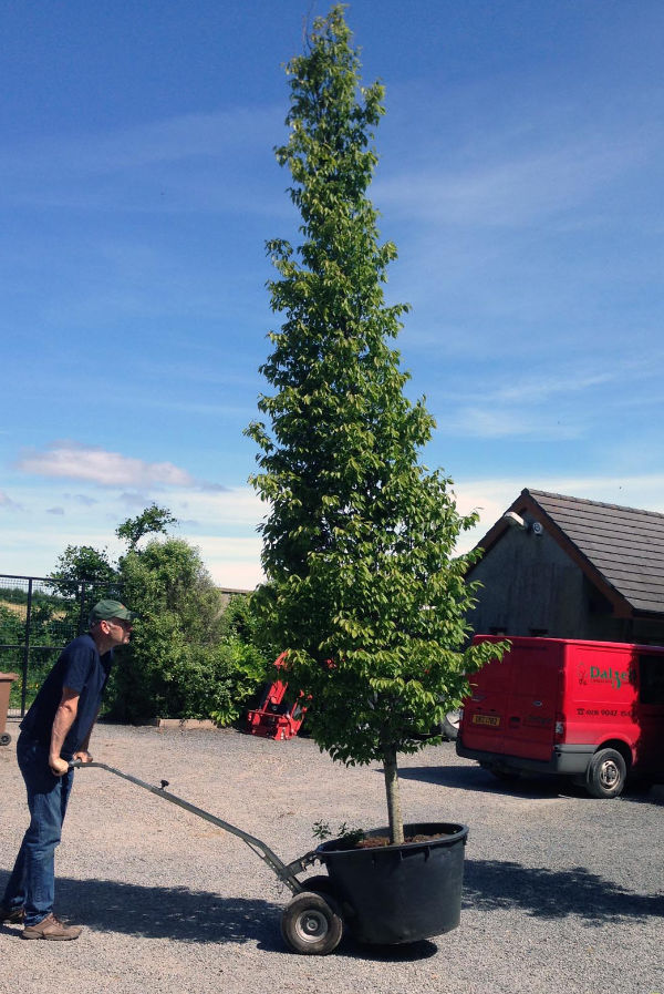 Specimen trees Belfast