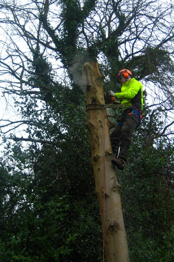 Tree surgery Bangor